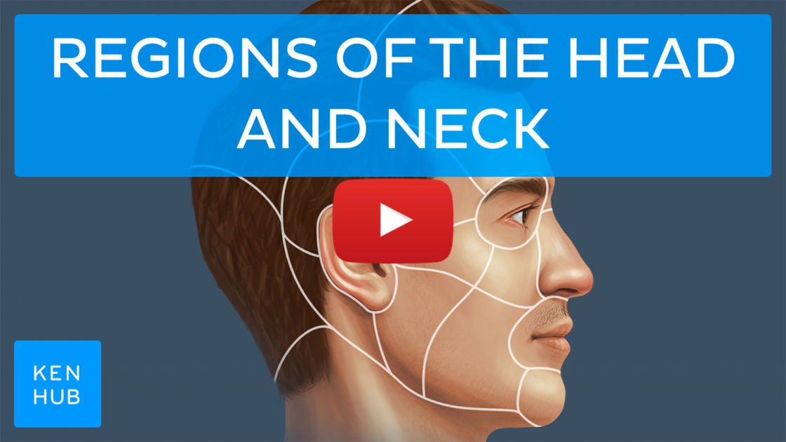 🎥 Updated video: Regions of the head and neck - Kenhub news